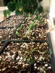 Seedlings 3-23-08